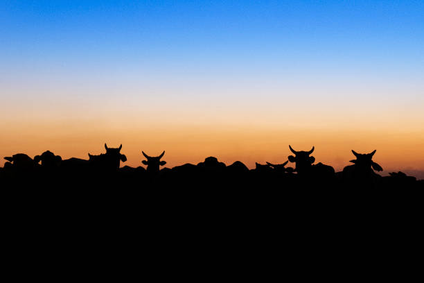 Nelore silhouette at sunset. Bovine originating in India and race representing 85% of the Brazilian cattle for meat production stock photo