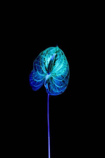Neon colored plant. Neon vivid blue and green colored anthurium plant leaf on black background. plant xray stock pictures, royalty-free photos & images