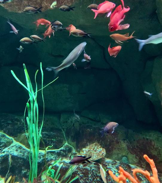 Neon coloured tropical fish. stock photo