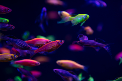 Neon glow fish color freshwater  aquarium pets