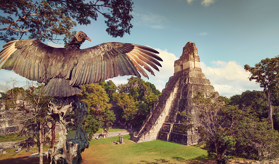 Neophron looking at the ancient ruins of the Mayan city of Tikal. Central America, Guatemala