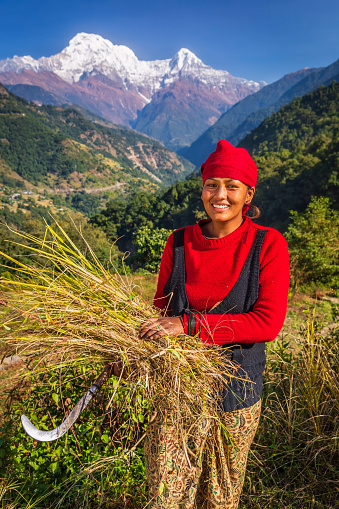 Nepali young woman cutting a grass in her village, Annapurna Range on the background. The Annapurna region is in western Nepal where some of the most popular treks (Annapurna Sanctuary Trek, Annapurna Circuit) are located. Peaks in the Annapurnas include 8,091m Annapurna I, Nilgiri and Machhapuchchhre. The Annapurna peaks are among the world's most dangerous mountains to climb.