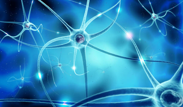 nerve cells in human neural system, 3d illustration 3d illustration of nervous network and nerve cells in blue background nerve cell stock pictures, royalty-free photos & images