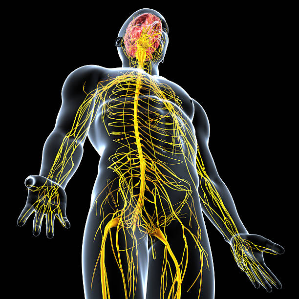 Nervous system of male body anatomy with highlighted brain Nervous system of male body anatomy with highlighted brain anatomy central nervous system stock pictures, royalty-free photos & images