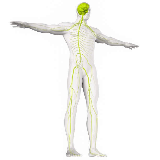 Nervous system Digital medical illustration depicting the human nervous system. central nervous system stock pictures, royalty-free photos & images
