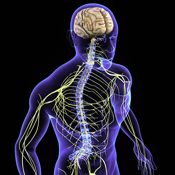 nervous system - prikkels zenuwen stockfoto's en -beelden