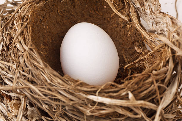 Nest Egg stock photo