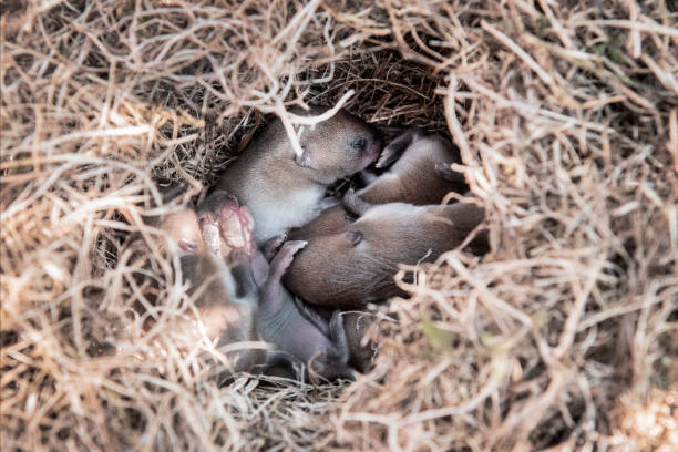Nest of Baby Mice stock photo