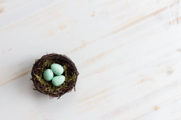 Nest with teal eggs on white wood  easter sunday stock pictures, royalty-free photos & images