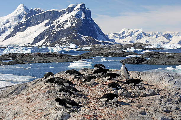 Nesting Adeli Penguins Adelie Pengins nesting on the rocky shore of  the Yalour Islands in Antarctica adelie penguin photos stock pictures, royalty-free photos & images