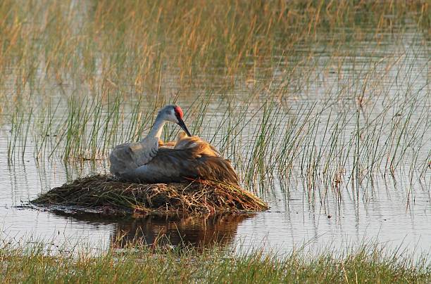 Nesting Sandhill Cranes stock photo