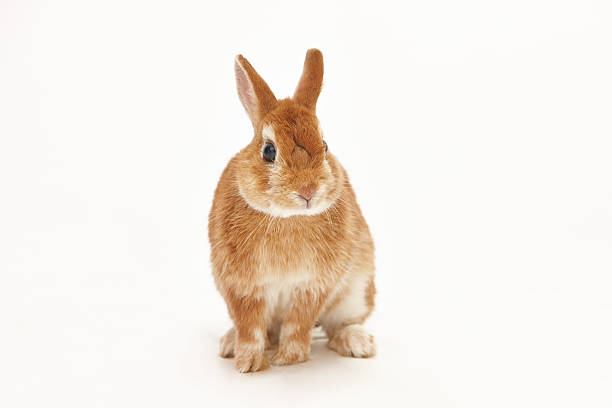 netherland dwarf - netherland dwarf rabbit bildbanksfoton och bilder