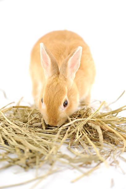 netherland dwarf rabbit eating timothy hay - dwarf rabbit isolated bildbanksfoton och bilder
