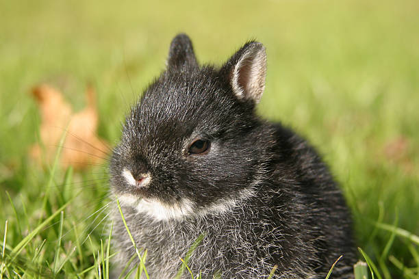 netherland dwarf rabbit i - netherland dwarf rabbit bildbanksfoton och bilder