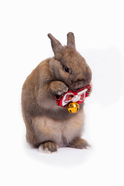 netherland dvärg kanin är klä röd halsduk. - netherland dwarf rabbit bildbanksfoton och bilder