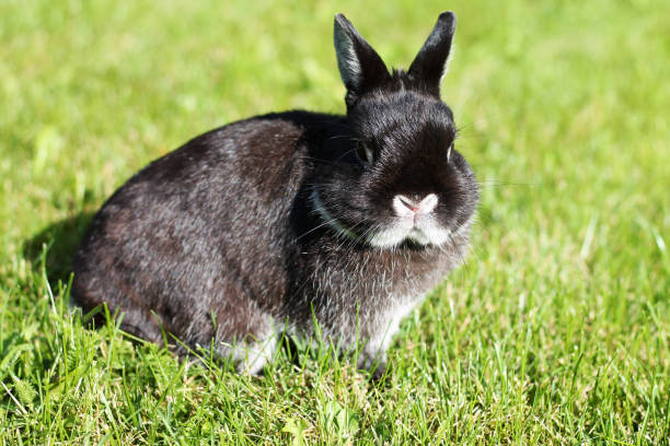 netherland dwarf rabbit on spring sunny lawn. - netherland dwarf rabbit bildbanksfoton och bilder
