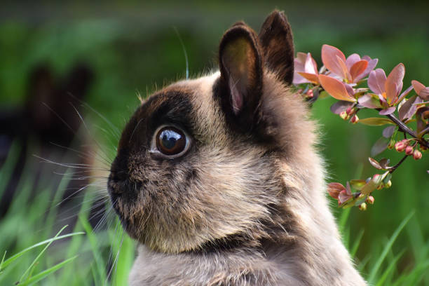netherland dvärg kanin - netherland dwarf rabbit bildbanksfoton och bilder