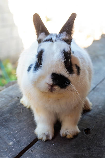 netherland dwarf rabbit - netherland dwarf rabbit bildbanksfoton och bilder