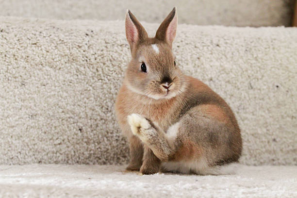 netherland dwarf rabbit - netherland dwarf rabbit bildbanksfoton och bilder