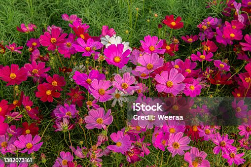 istock Netherlands, Flower Head, Bright, Bumblebee, Bunch 1382073161