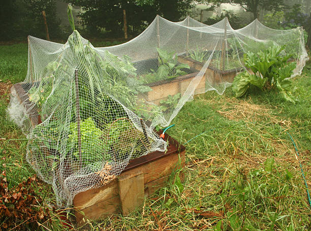 Netted Vegetable Patch stock photo