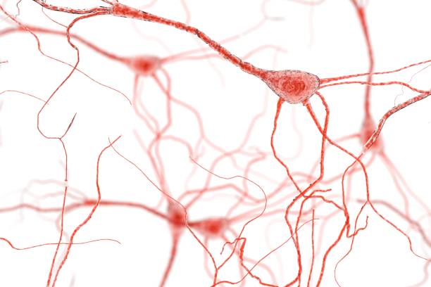 Neuron Cell, Neurons on white background stock photo