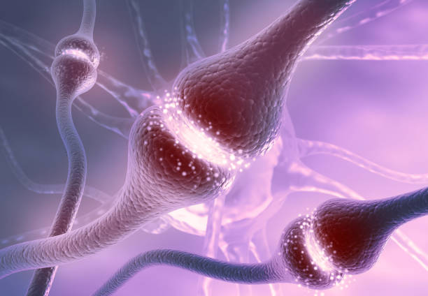 Neuron cells sending electrical chemical signals Neuron cells sending electrical chemical signals. 3d illustration neurotransmitter stock pictures, royalty-free photos & images