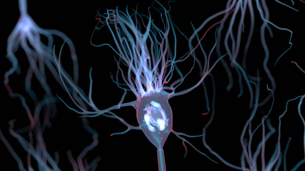 Neuron stock photo