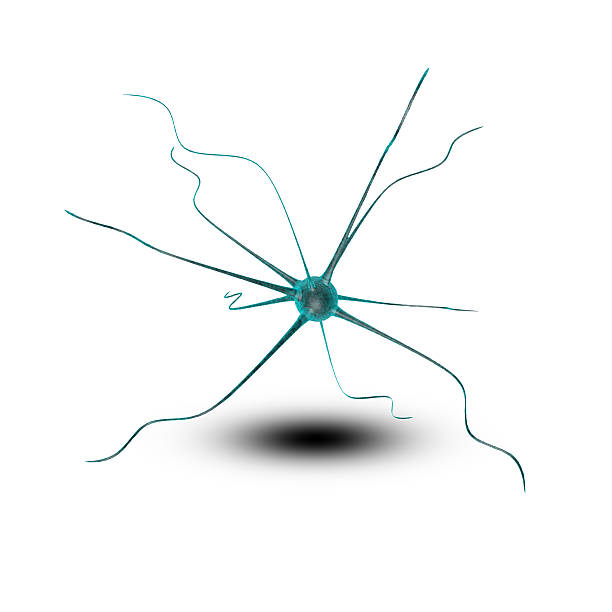Neuron stock photo