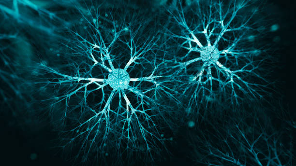 Neuron system Neuron cells system - 3d rendered image of Neuron cell network on black background. Hologram view  interconnected neurons cells with electrical pulses. Conceptual medical image.  Glowing synapse.  Healthcare concept. central nervous system stock pictures, royalty-free photos & images