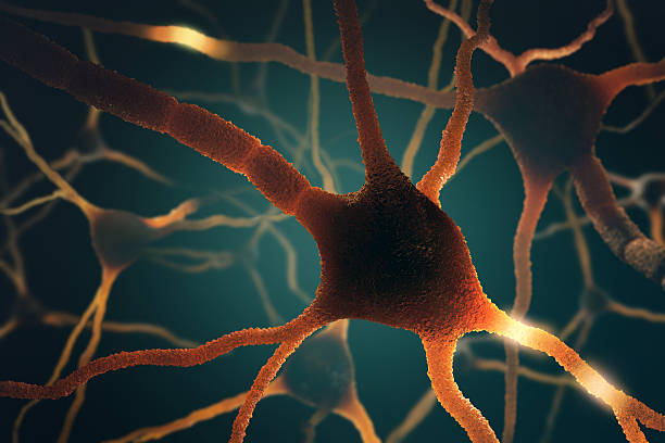 Neurons Concept Image concept of neurons interconnected in a complex brain network. central nervous system stock pictures, royalty-free photos & images
