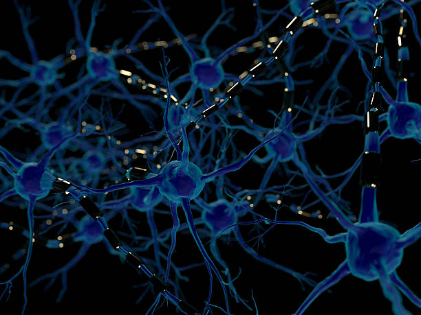 Neurons - Neural networks Neural networks. 3D modeling and rendering of neurons. Scientific and Medical background and illustration central nervous system stock pictures, royalty-free photos & images