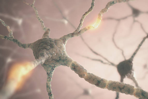 Neurons Image concept of neurons from the human brain. central nervous system stock pictures, royalty-free photos & images