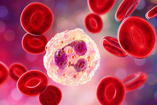 Neutrophil, a white blood cell stock photo