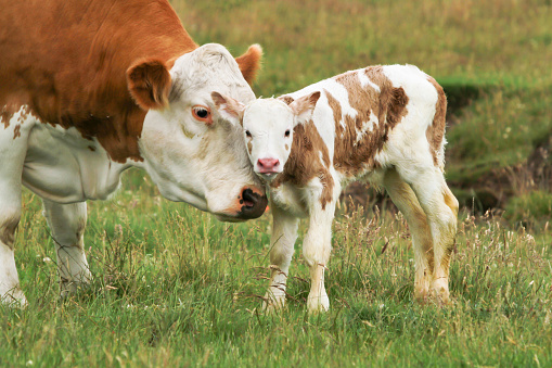New Born Calf Stock Photo - Download Image Now - iStock