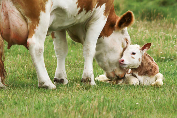 new born calf stock photo