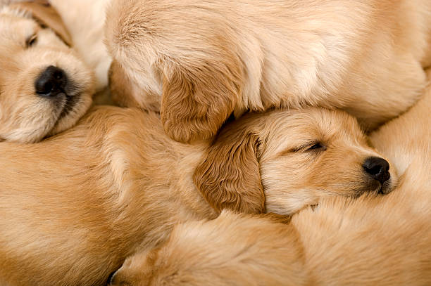 New born Golden retriever puppies sleeping on each other Four 4 week old Golden Retriever puppies sleeping on a siblings young animal stock pictures, royalty-free photos & images