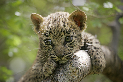 One very small leopard cub with big eyes holding onto a thick tree branch looking scared in Kruger Park South Africa