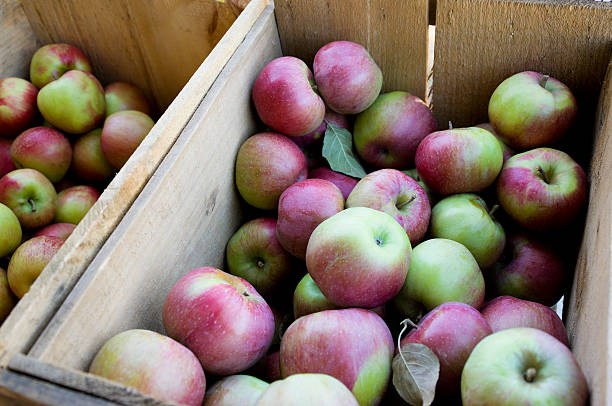 New England homegrown apples at farmers market. stock photo