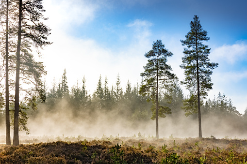 This image is part of a collection showcasing the magical beauty of the Woodlands and Heathlands of New Forest National Park in Misty conditions.
