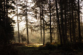 istock New Forest National Park - Forest In The Mist Series 1306381486