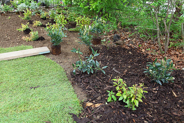 new garden being planted stock photo