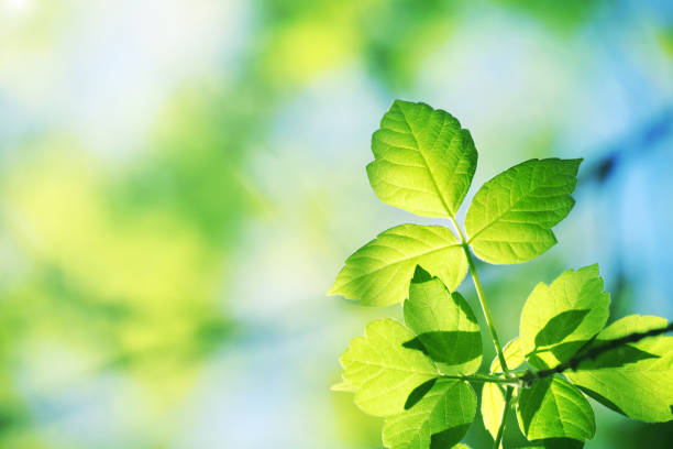 New green leaves in spring day stock photo