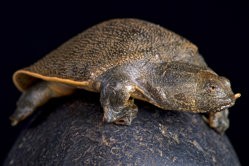 New Guinea Giant Softshell Turtle Stock Photo - Download Image Now - iStock