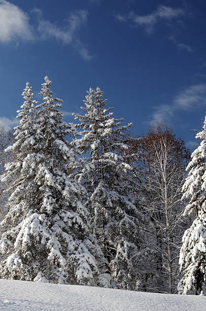 New Hampshire Winter #1-Snow covered trees stock photo