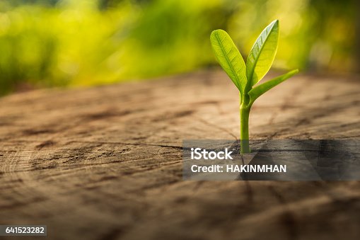 istock New Life concept with seedling growing.business development. 641523282