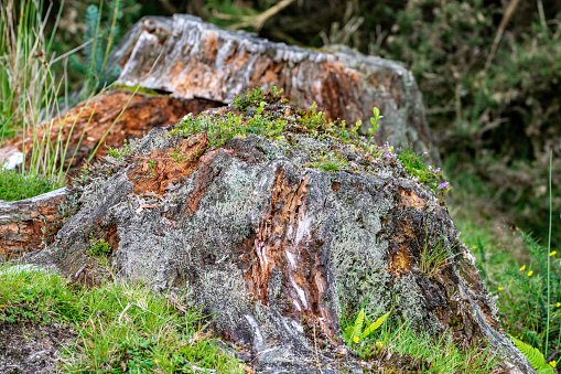 New life from old as lichen and moss grow over a felled dead tree stump