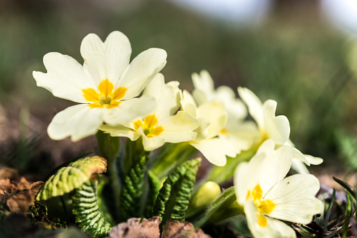 New Life of Common Yellow Primrose (Primula Acaulis) in Springtime