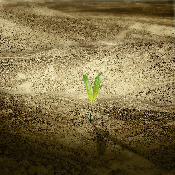New life on dried land stock photo