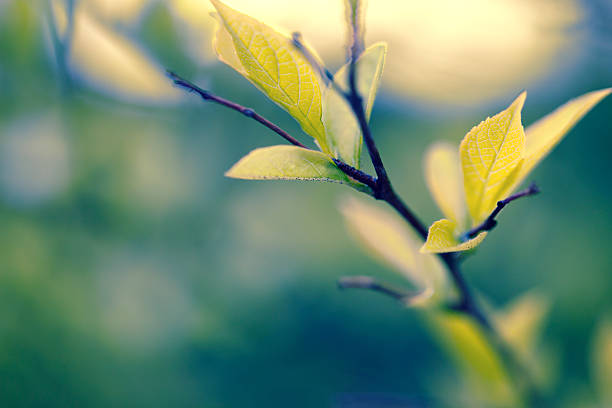 New Life Soft selective focus on new leaf growth in spring. new life photos stock pictures, royalty-free photos & images